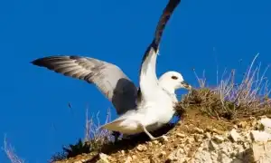 Глупыш