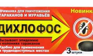 Как использовать Дихлофос от тараканов