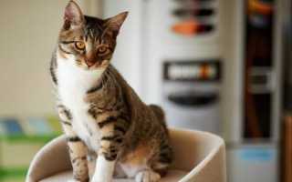 Клички кошек на букву Г для мальчиков