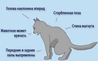 Болезни кастрированных кошек