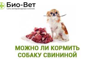 Можно ли кормить свою собаку свининой? Все за и против, мнения экспертов