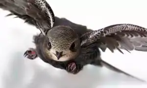 Стриж