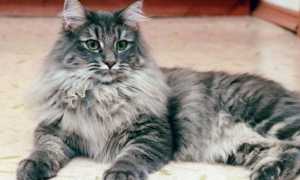 Норвежская лесная кошка