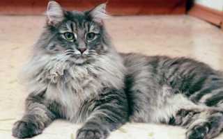 Норвежская лесная кошка