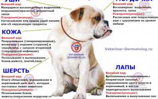Что такое атопический дерматит у собак и как правильно его лечить? Полное руководство