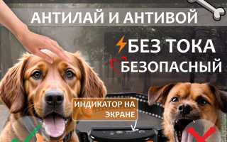 Что такое ошейник антилай, и стоит ли его покупать своей собаке для обучения?