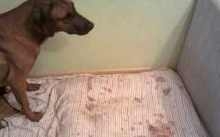 Что такое течка у собак, как часто она бывает и сколько длится? Полное руководство для владельцев