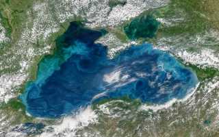Флора и фауна Черного моря