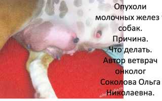 Как уберечь собаку от рака молочных желез и что делать в случае заболевания питомца: советы и рекомендации