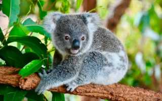 Коала