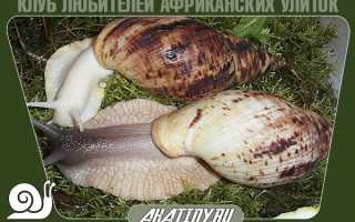 Улитка Ахатина Ретикулята