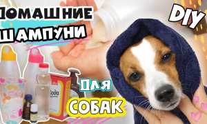 Сухой шампунь: инструкция по применению для собак и изготовление своими руками в домашних условиях