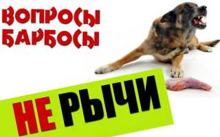 Как самостоятельно отучить собаку рычать на хозяина в домашних условиях?