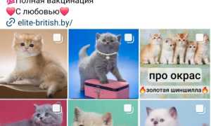 Как назвать британского котенка