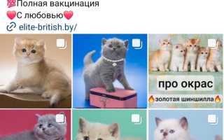 Как назвать британского котенка