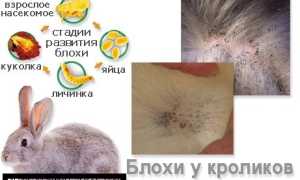 Как вывести блох у кролика в домашних условиях?