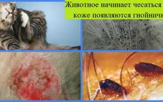 Как избавиться от блох у животных, чем вывести и откуда берутся?