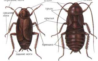 Умеют ли тараканы летать