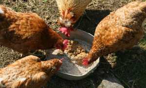 Суточное питание курицы несушки: нормы и подробный рацион на 1 день