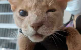 Флюс у кота лечение