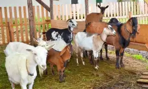 Особенности содержания и разведения коз