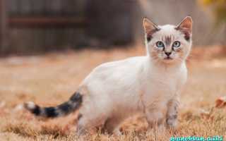 Сколько стоит котенок манчкин