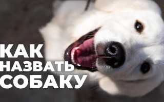 Как правильно выбрать кличку для собаки крупной породы? Полезные советы