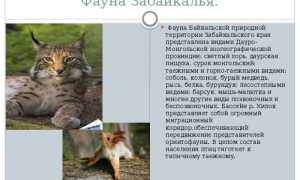 Редкие животные из Красной книги
