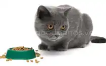 Лечить кота ничего не ест