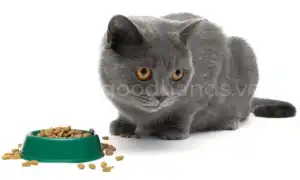 Лечить кота ничего не ест