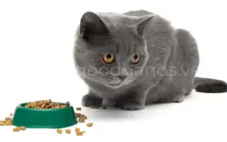 Лечить кота ничего не ест