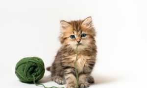 Фото шотландских котят