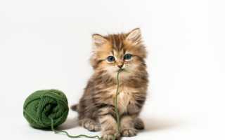 Фото шотландских котят