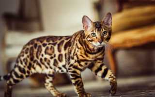 Бенгальские кошки