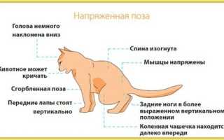 Что такое мочекаменная болезнь и по каким причинам она может возникать у собак? Узнайте больше о симптомах и лечении.
