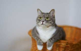 Французские имена для кошек и котов