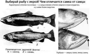 Рыба горбуша