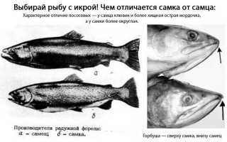 Рыба горбуша