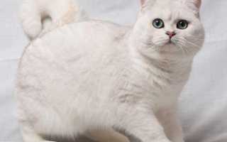 Шотландская прямоухая кошка