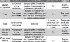 Прививки кроликам
