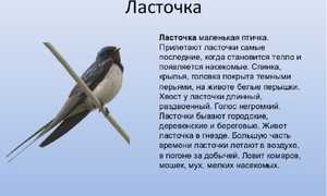 Ласточка