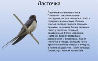 Ласточка
