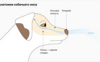 О чем говорит теплый и сухой нос у собак и нужно ли беспокоиться об этом для здоровья питомца?