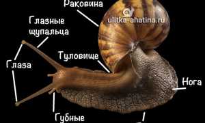 Африканские улитки ахатины