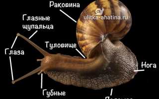 Африканские улитки ахатины