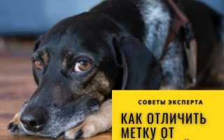 Собака метит дома? Советы как решить проблему эффективно