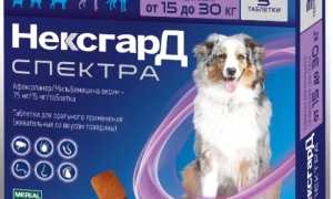 Как правильно применять Нексгард Спектра для устранения паразитов у собаки? Полезные советы и рекомендации