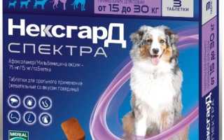 Как правильно применять Нексгард Спектра для устранения паразитов у собаки? Полезные советы и рекомендации