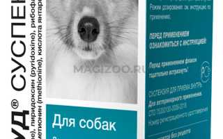 От чего у собаки может появиться зуд, и как помочь своему питомцу в домашних условиях?