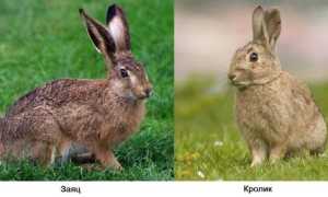 Дикий кролик